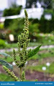 Attēlu rezultāti vaicājumam “Amaranthus retroflexus flower”