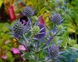 Image result for Eryngium `Blue Hobbit`