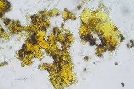 Attēlu rezultāti vaicājumam “Physarum auriscalpium sessile”