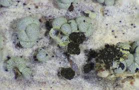 Attēlu rezultāti vaicājumam “Physarum virescens macro”