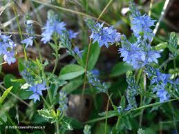 Attēlu rezultāti vaicājumam “Veronica austriaca subsp. teucrium leaf”