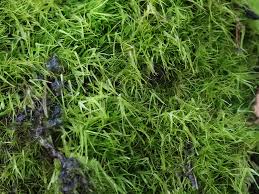 Attēlu rezultāti vaicājumam “Campylopus pyriformis”