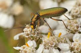 Attēlu rezultāti vaicājumam “Chrysanthia geniculata”