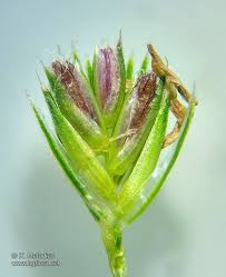 Attēlu rezultāti vaicājumam “Cynosurus cristatus flower”