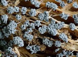 Attēlu rezultāti vaicājumam “Physarum leucophaeum stalked”