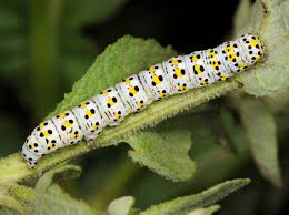 Attēlu rezultāti vaicājumam “Cucullia verbasci larva”