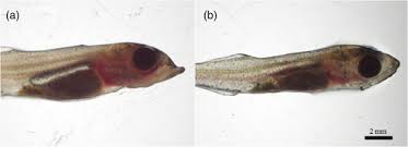 Image result for Sander canadensis/vitreus