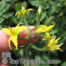 Attēlu rezultāti vaicājumam “Lycopersicon esculentum leaf”