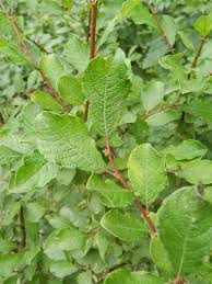 Attēlu rezultāti vaicājumam “Salix aurita bud”