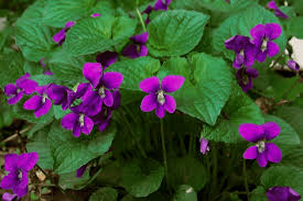 Image result for violet