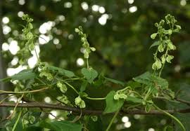 Attēlu rezultāti vaicājumam “Fallopia convolvulus”