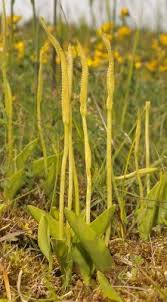 Attēlu rezultāti vaicājumam “Pteropsida”