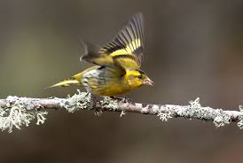 Attēlu rezultāti vaicājumam “Carduelis spinus male”