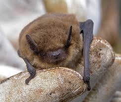 Attēlu rezultāti vaicājumam “Pipistrellus pygmaeus”