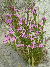 Attēlu rezultāti vaicājumam “Centaurium littorale flower”