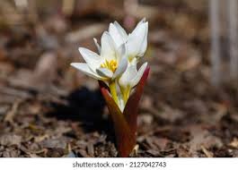 Attēlu rezultāti vaicājumam “Colchicum szovitsii subsp. szovitsii flower”