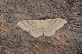 Attēlu rezultāti vaicājumam “Idaea straminata”