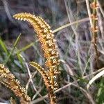 Attēlu rezultāti vaicājumam “Equisetum pratense”