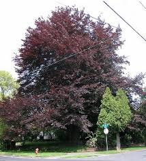 Attēlu rezultāti vaicājumam “Fagus sylvatica fo. purpurea flower”
