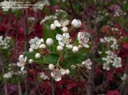 Attēlu rezultāti vaicājumam “Aronia melanocarpa bud”