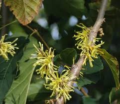 Attēlu rezultāti vaicājumam “Hamamelis virginiana”