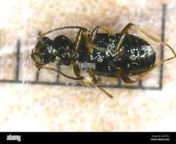 Attēlu rezultāti vaicājumam “Bembidion quadrimaculatum”