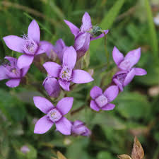 Attēlu rezultāti vaicājumam “Gentianella campestris”