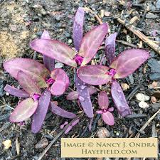 Image result for Atriplex hortensis