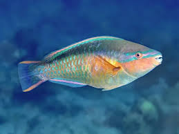 Image result for Scarus taeniopterus