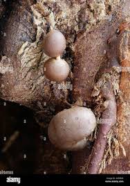 Attēlu rezultāti vaicājumam “Lycogala flavofuscum”