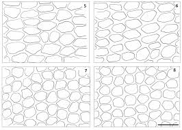 Attēlu rezultāti vaicājumam “Atrichum flavisetum sporophyte”