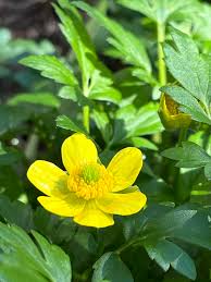 Attēlu rezultāti vaicājumam “Ranunculus repens flower”