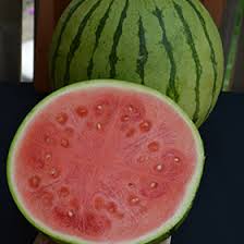 Attēlu rezultāti vaicājumam “Citrullus lanatus”