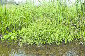 Attēlu rezultāti vaicājumam “Leersia oryzoides”