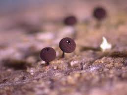 Attēlu rezultāti vaicājumam “Comatricha pulchella”