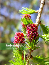 Attēlu rezultāti vaicājumam “Larix kaempferi female flower”