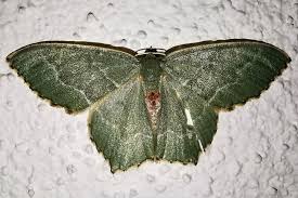 Attēlu rezultāti vaicājumam “Hemithea aestivaria”