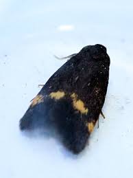 Attēlu rezultāti vaicājumam “Borkhausenia minutella”