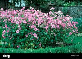 Image result for Lavatera trimestris