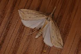 Attēlu rezultāti vaicājumam “Donacaula mucronella”