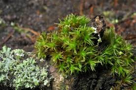 Attēlu rezultāti vaicājumam “Orthotrichum affine var. affine sporophyte”