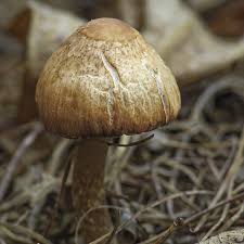 Attēlu rezultāti vaicājumam “Neocudoniella albiceps”