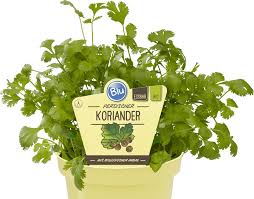 Image result for Koriander