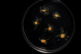 Attēlu rezultāti vaicājumam “Physarum daamsii”