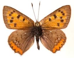 Attēlu rezultāti vaicājumam “Lycaena phlaeas underside”