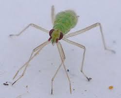 Attēlu rezultāti vaicājumam “Dicyphus nymph”