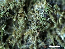 Attēlu rezultāti vaicājumam “Lejeunea cavifolia”