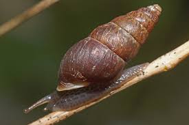 Attēlu rezultāti vaicājumam “Ena montana”