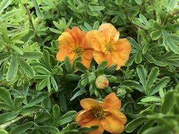 Attēlu rezultāti vaicājumam “Pentaphylloides fruticosa leaf”