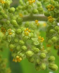Attēlu rezultāti vaicājumam “Rhus typhina flower”